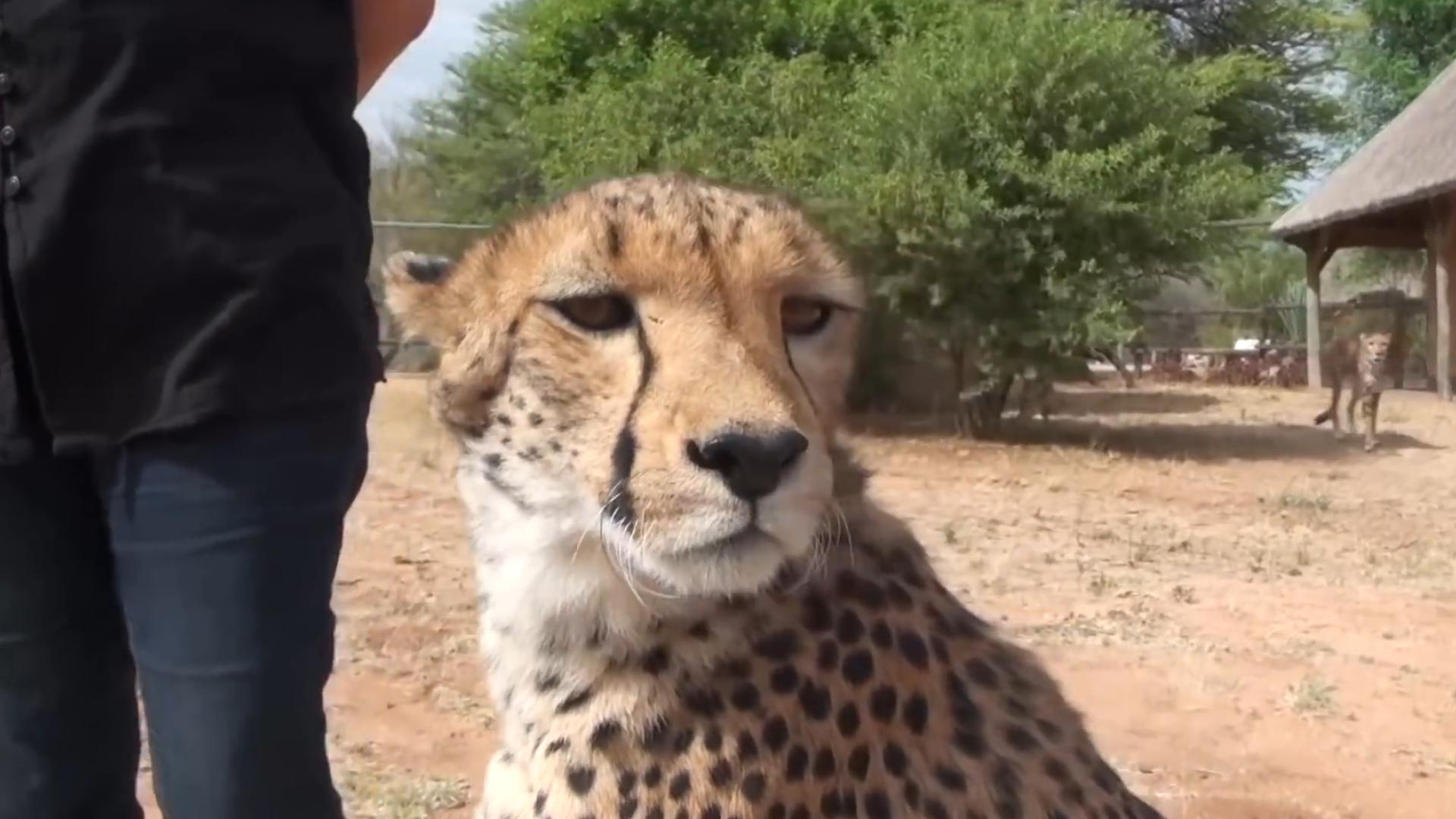 猎豹可以打过人类吗,如果在野外遇到猎豹怎么办