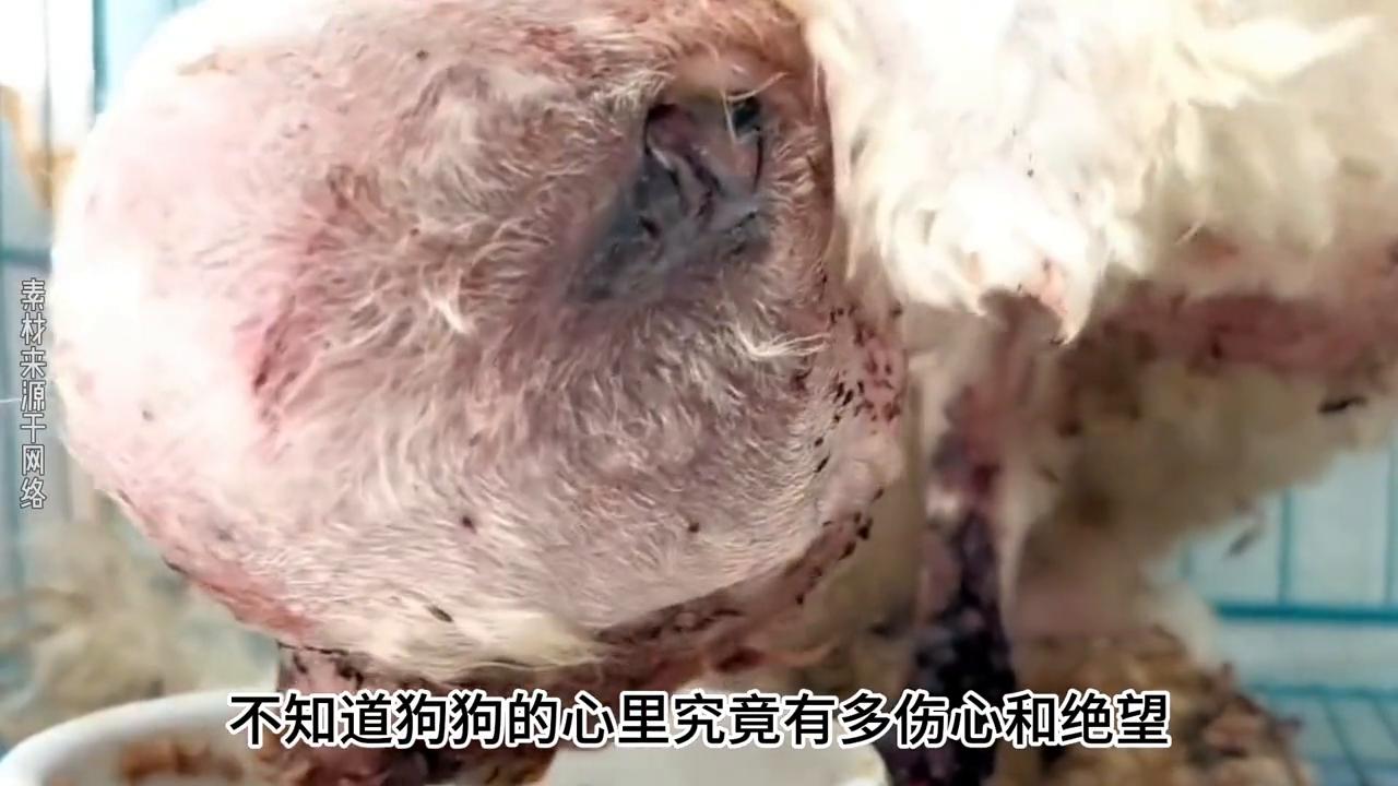 狗狗头上破了长了个大肉瘤,狗狗腿上长了肿瘤被主人抛弃