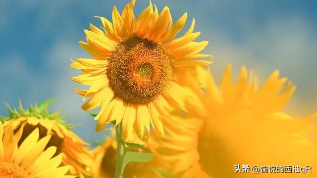 淡定、从容——做情绪的主人