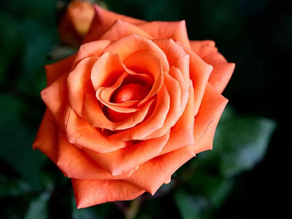 520适合发朋友圈的配图爱情,入目无别人四下皆是你英语