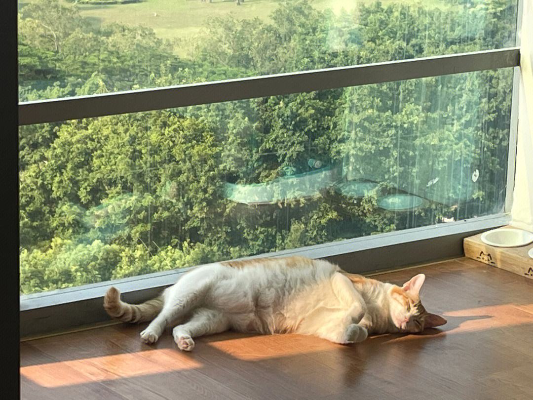 猫咪脚臭是怎么回事啊,猫咪闻脚臭是什么原因