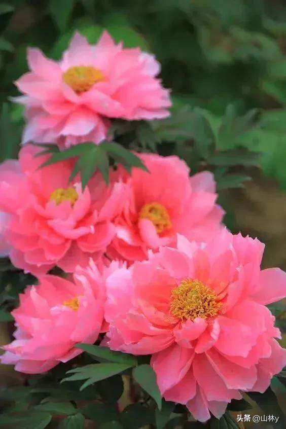 五颜六色的花朵养眼舒心,灵动秀美的花朵图片