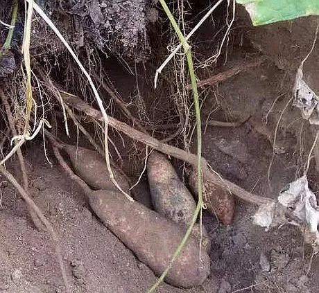 虎耳瓜怎么做才好吃,虎耳瓜危害