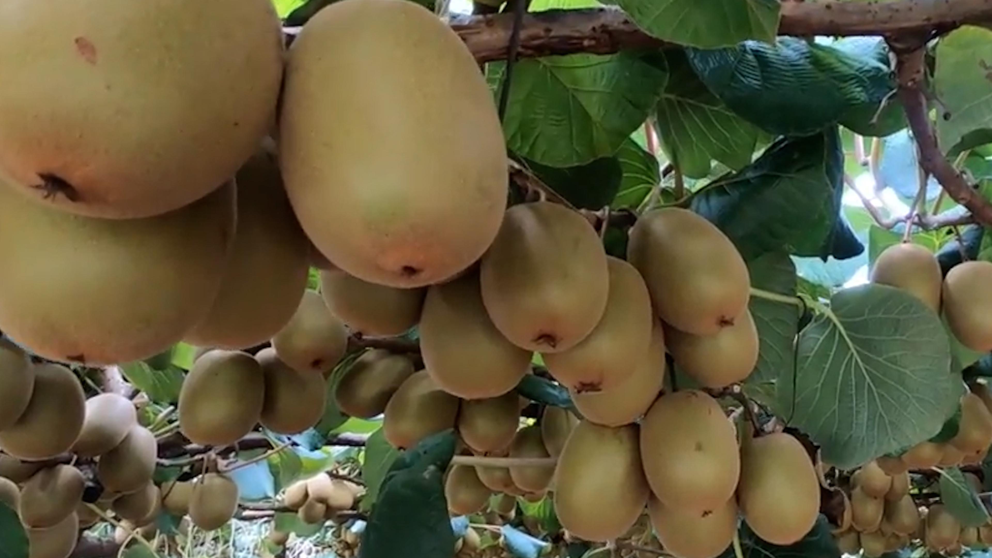 中国猕猴桃新西兰奇异果哪个好吃,中国猕猴桃和国外奇异果