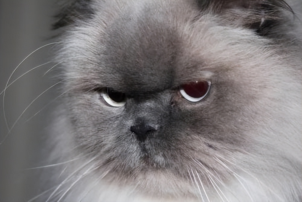 纯种猫咪有哪些颜色,纯种宠物猫有哪些品种