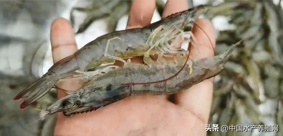 烂市,1斤虾最高亏10元!对虾全线下跌,流通商亏惨了!