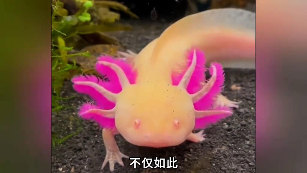 六角恐龙为什么能容颜不老,六角恐龙颜值