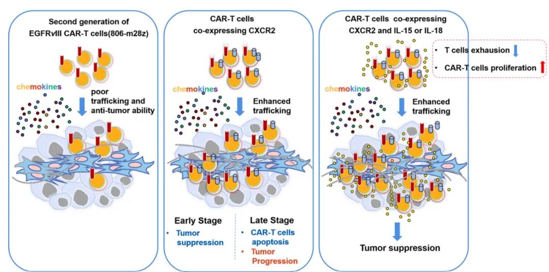 car-t细胞疗法进展,car-t细胞疗法收费标准