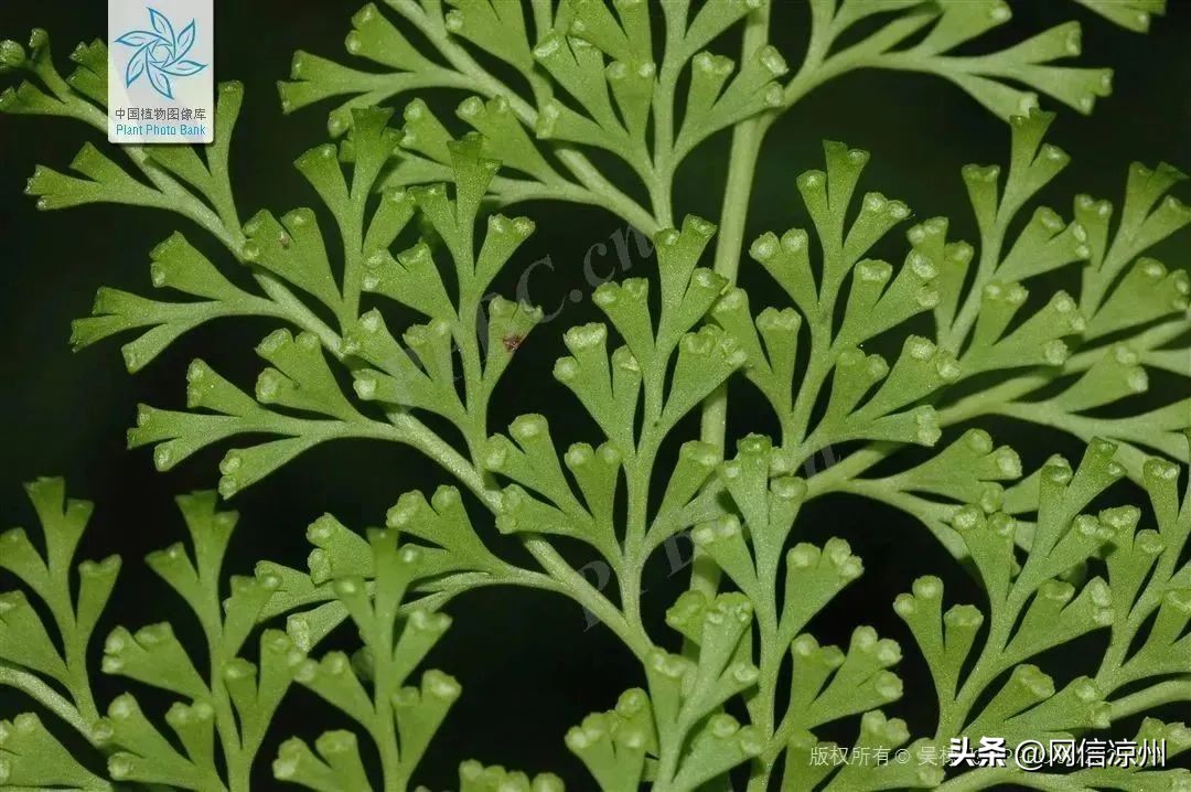 端午节习俗中有和花有关的吗,端午节的由来和相关的民俗活动