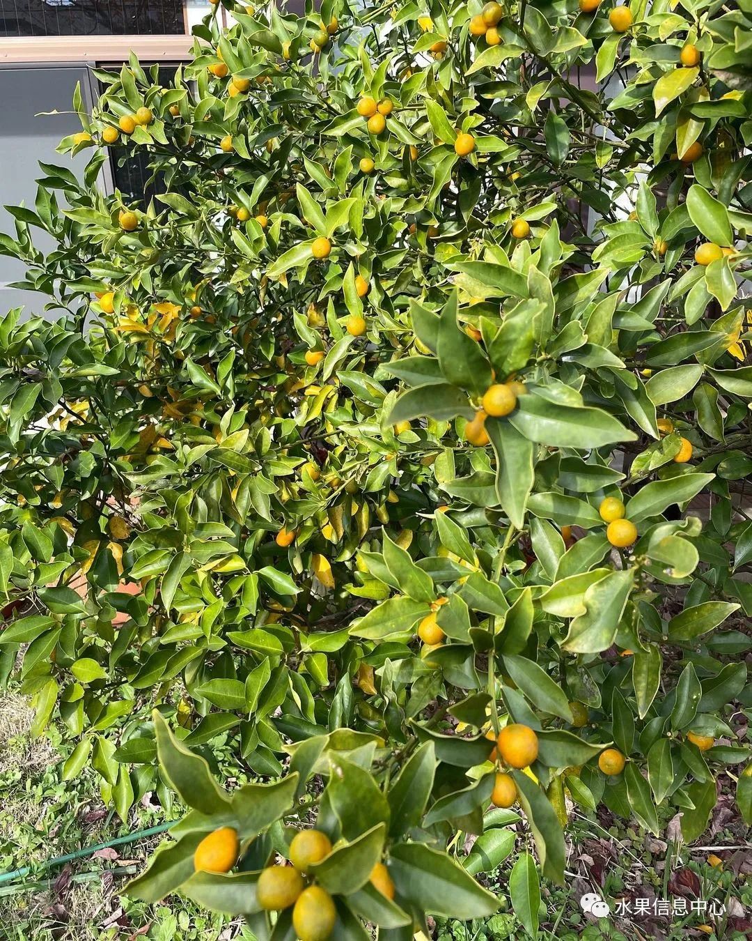 金桔产地视频,金桔多少个品种