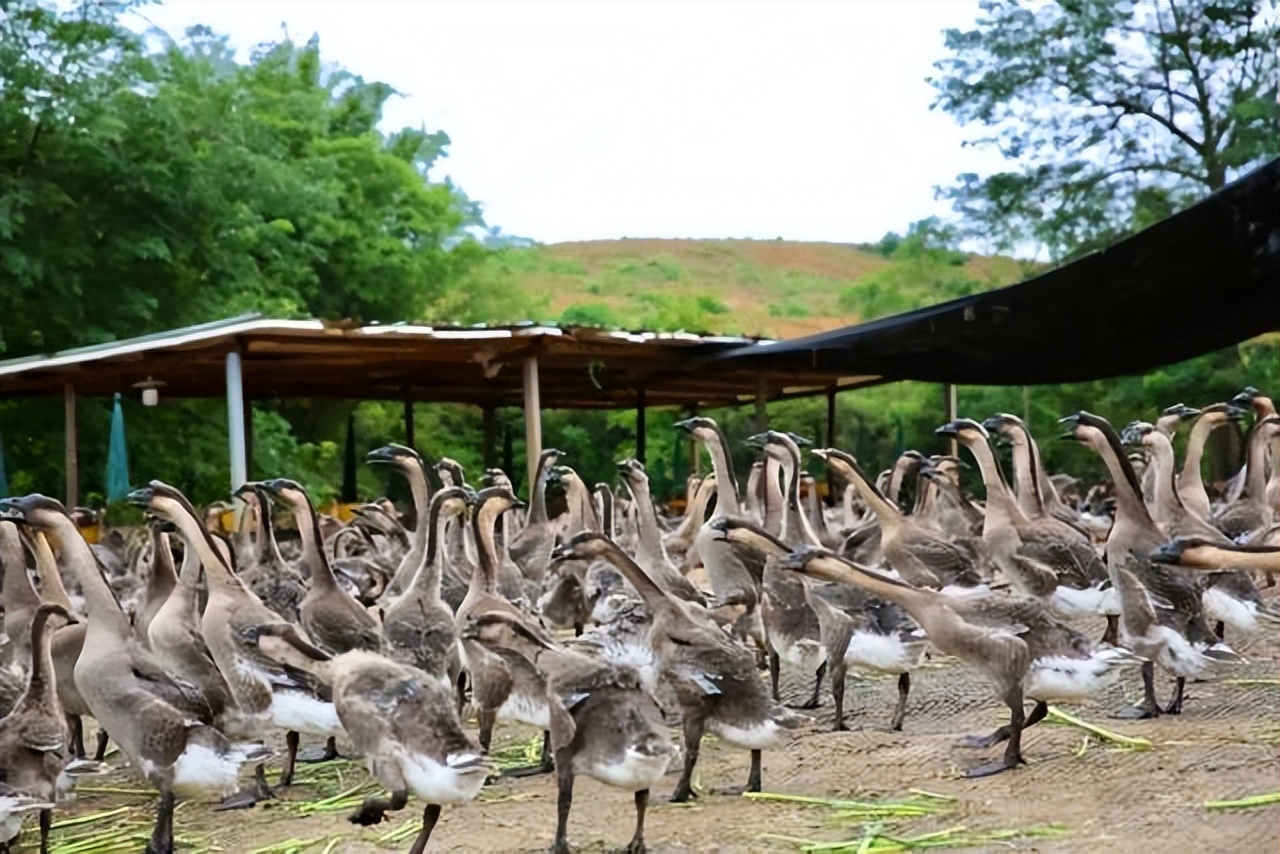 江门冷链产业园,广东江门冷链产业园