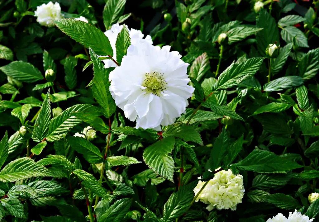 荼蘼花观赏特性,荼蘼花红色重瓣