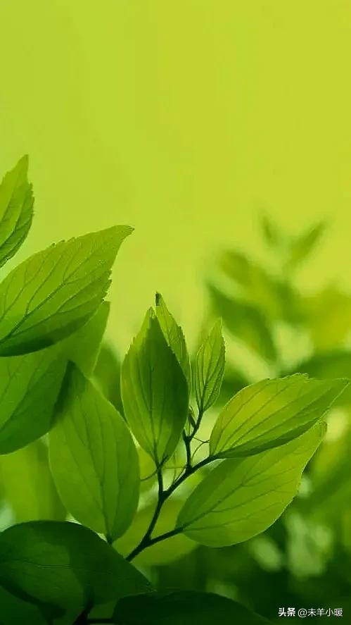 最美的手机壁纸大全,养眼养心的壁纸