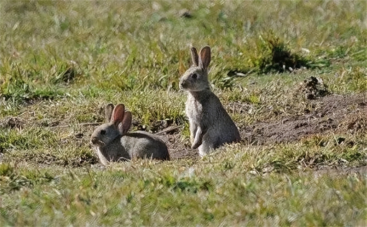 澳大利亚野兔泛滥为什么人不吃,澳洲野兔泛滥多达100亿只