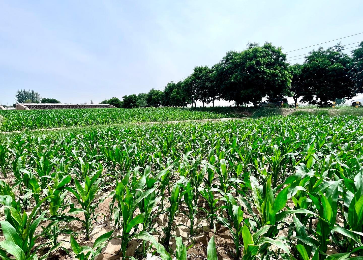 守牢“饭碗田”良田沃野绘丰景