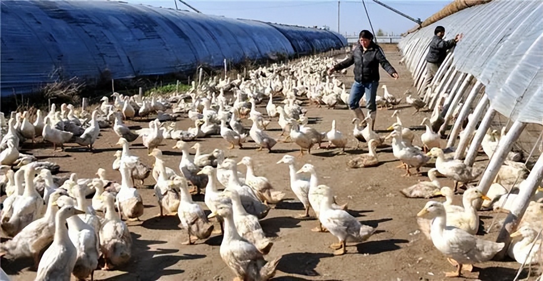 养殖业板块未来发展前景,养殖业发展前景可行性报告