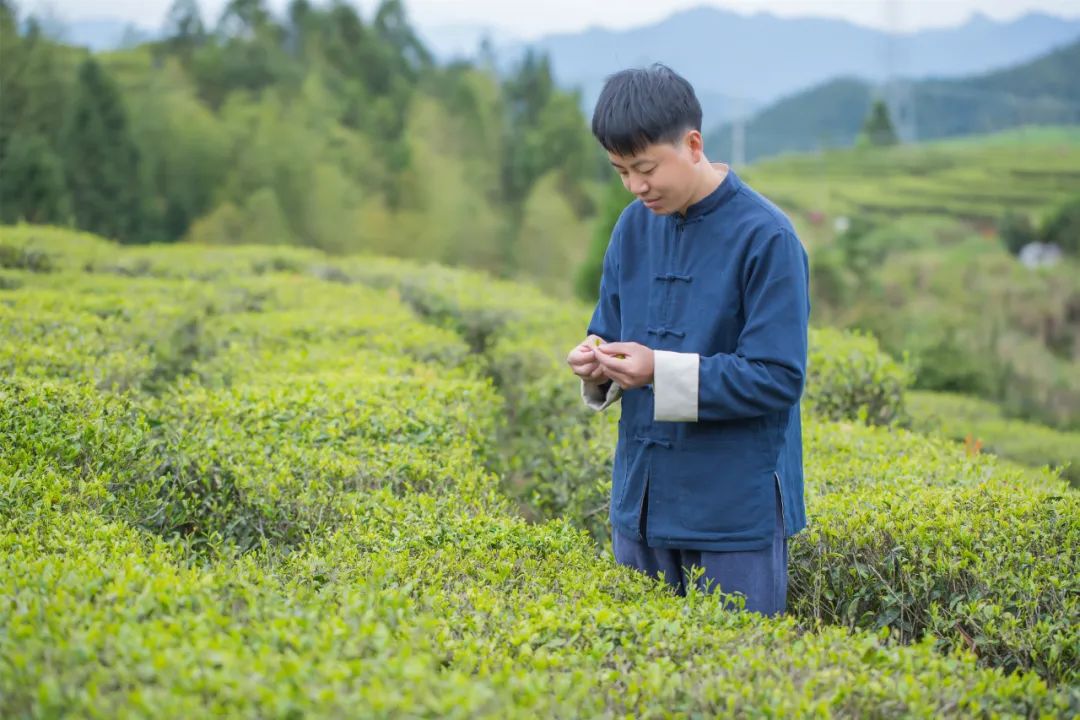 今晚有茶|来自“白水岩”的三泡茶，山水之间的柔和刚