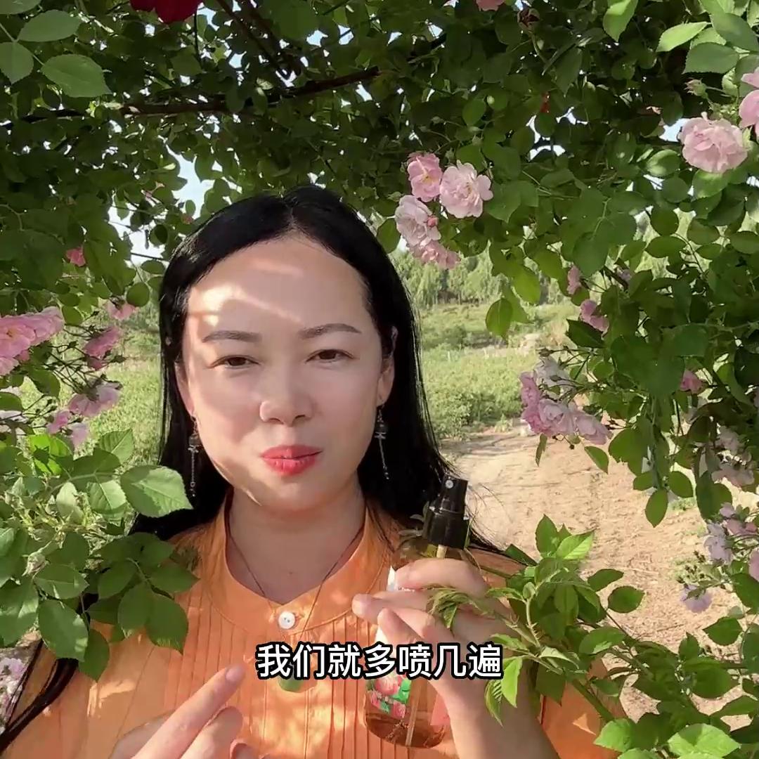 乡村的四月底，我们的玫瑰花儿朵朵盛开了！自产自销的第一...