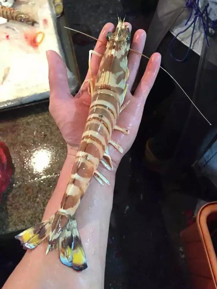 菜市场刚死的虾能不能买,菜市场买的虾是海虾还是河虾