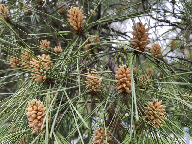 马尾松毛虫,马尾松树图片