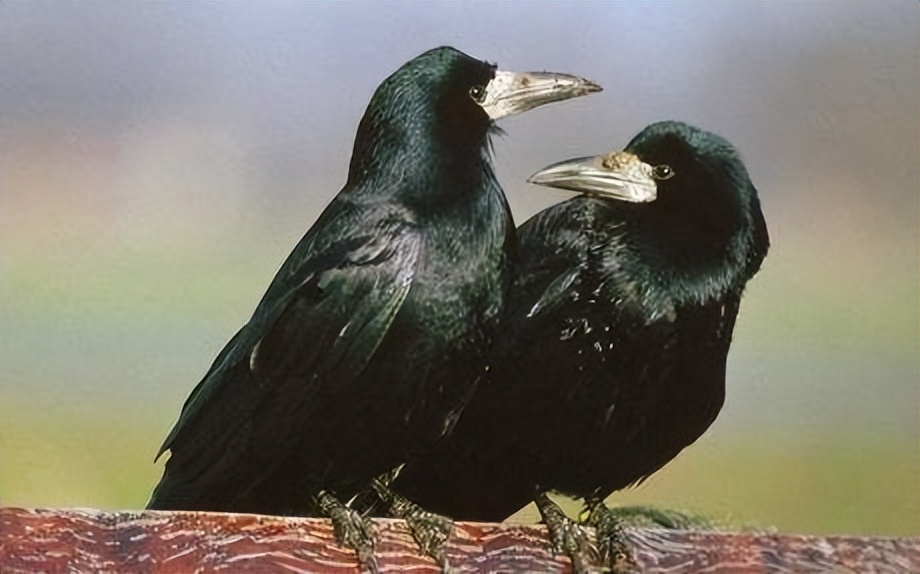 山东孔林存在2400年,周围不见乌鸦蛇鼠,只因林中有这两样东西