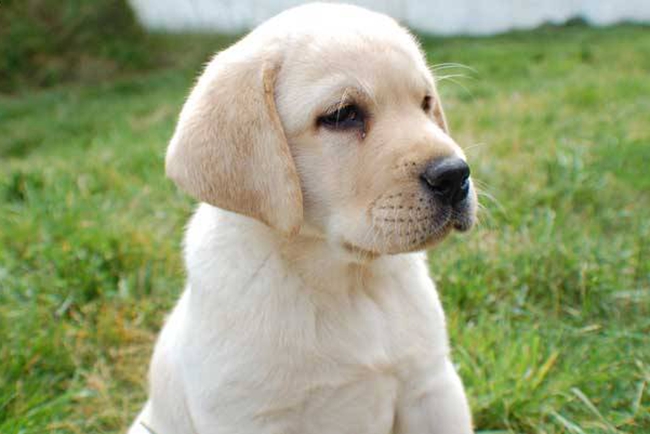 怎么训练拉布拉多狗狗定点大小便,拉布拉多好训练还是金毛好训练