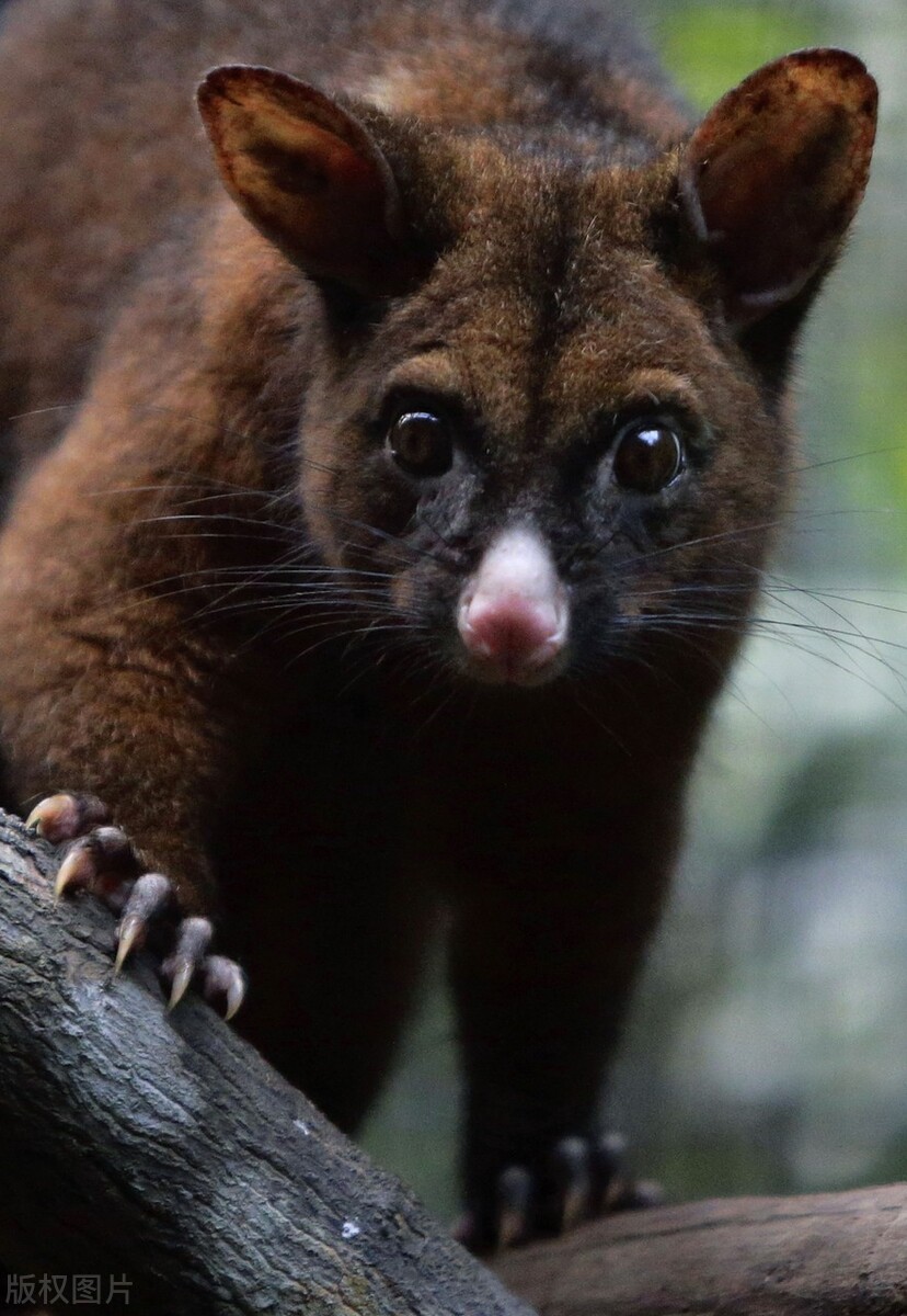 新加坡夜间野生动物园,新加坡野生动物园哪些值得看