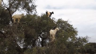 摩洛哥踢球干净吗,摩洛哥是怎样的一支球队