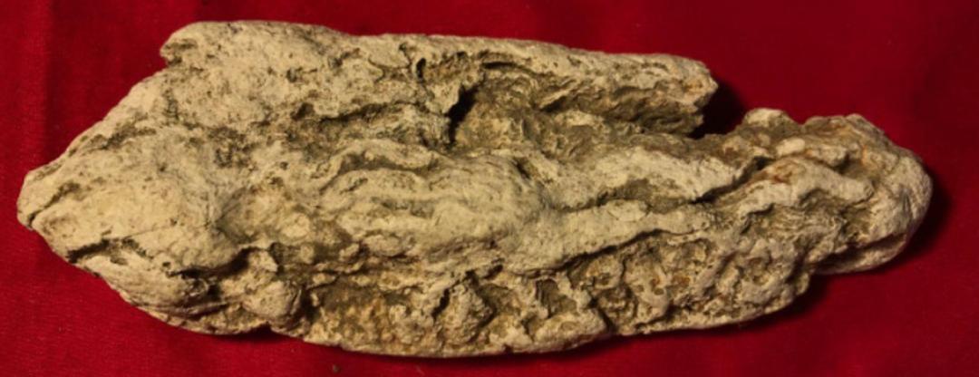 抹香鲸的粪便堪比黄金 (抹香鲸的排泄物真的是便便吗)