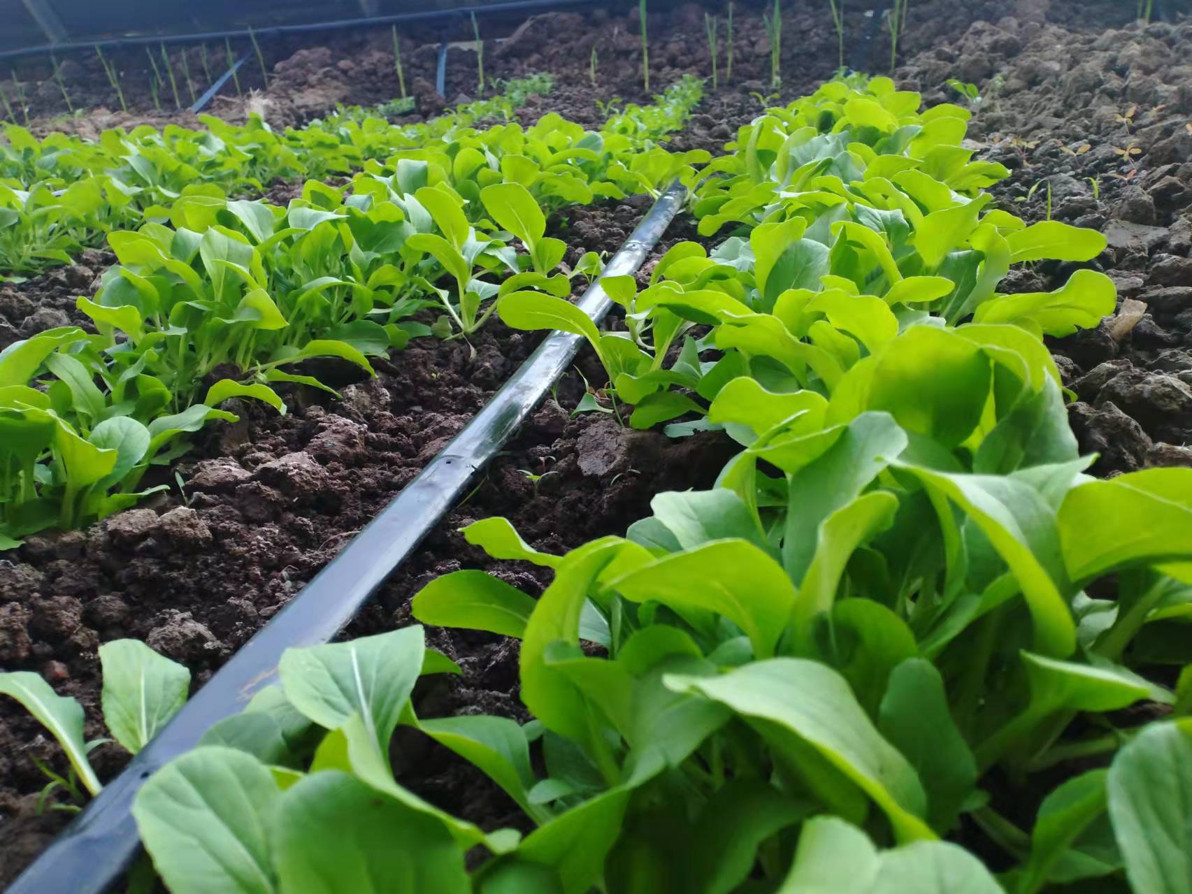 最新农民政策消息,农民政策新动向2024