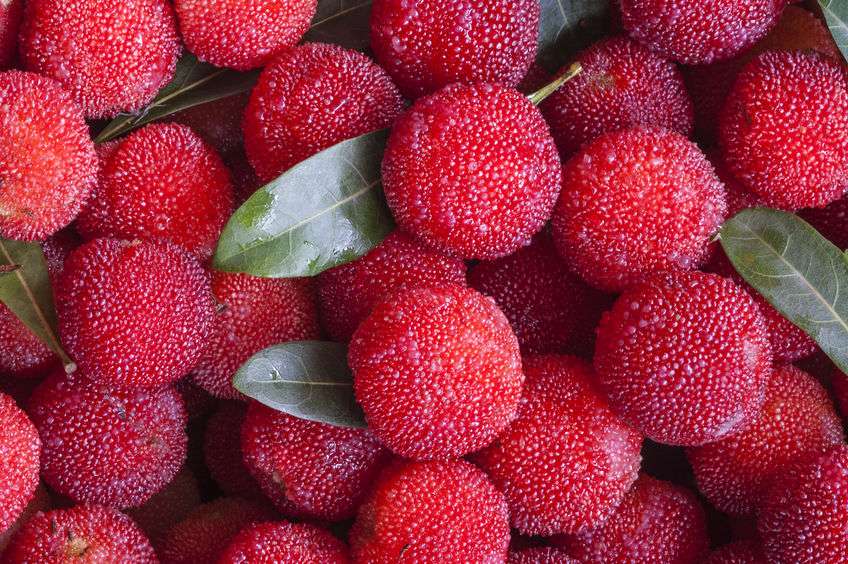 没有杨梅的季节,没有杨梅的夏天原唱