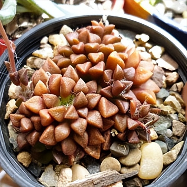 102个大类近500个多肉植物图片，都极其美丽，建议在家中也养一盆