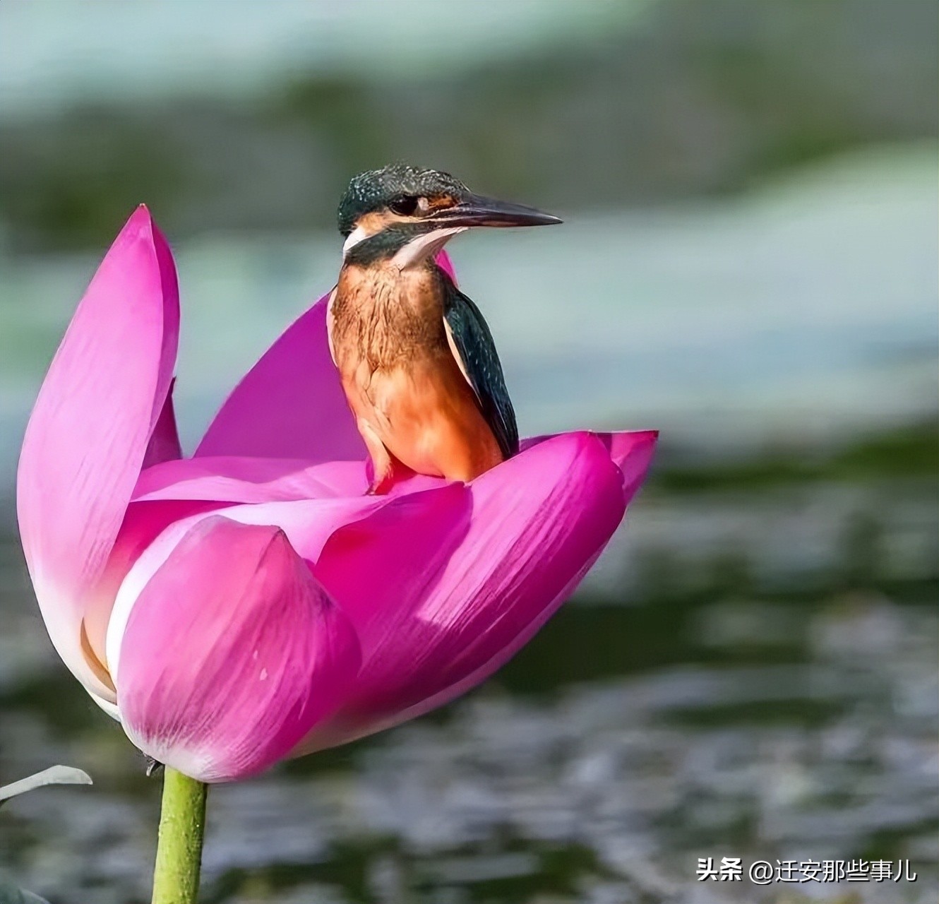 羡慕了！迁安69岁“休闲人”的丰富人生