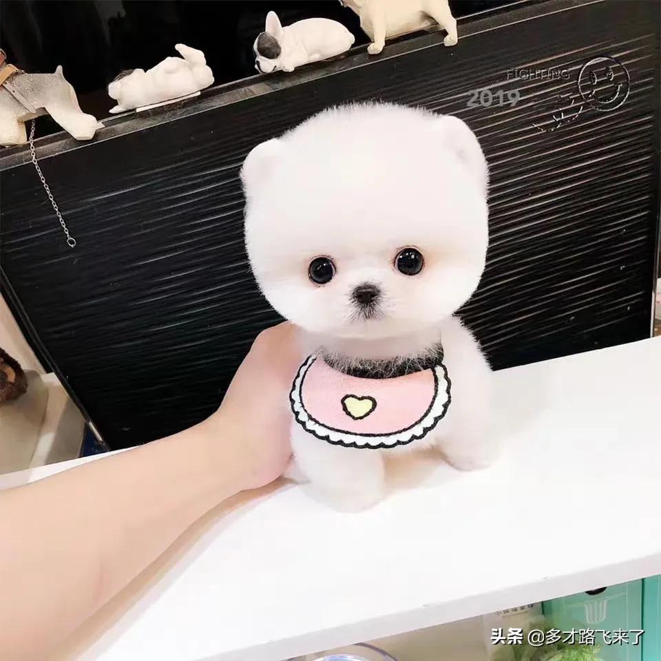 十二星座茶杯犬,茶杯犬图片高清壁纸