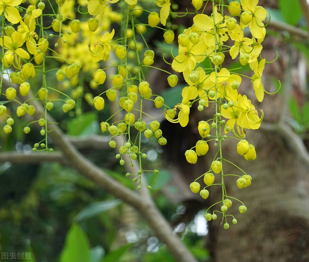 你不知道的国家冷门知识泰国,那些你不知道的泰国冷知识