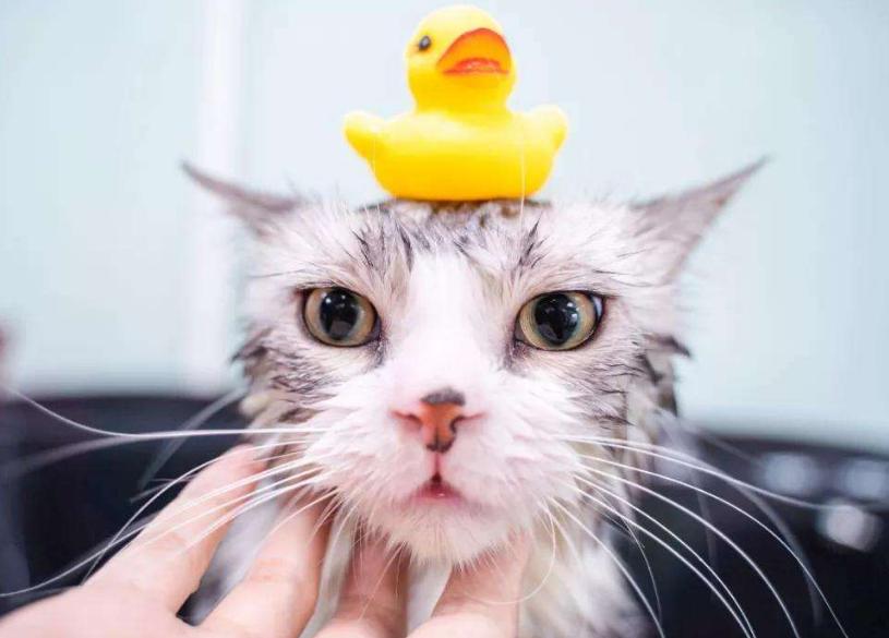 猫咪洗澡多久洗一次最好,第一次给猫洗澡怎么洗