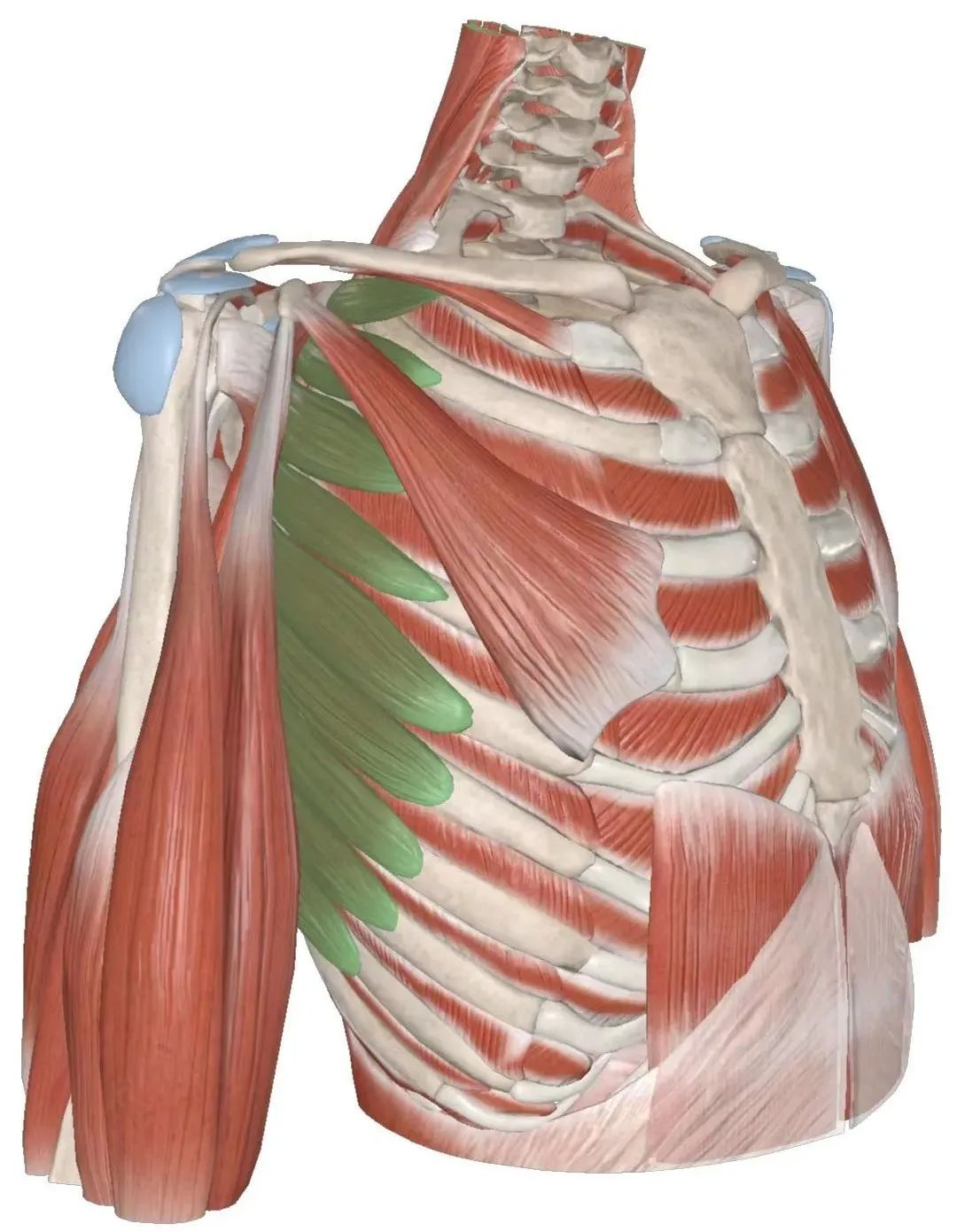 下犬式如何过渡到眼镜蛇式,下犬式过渡到眼镜蛇式口令