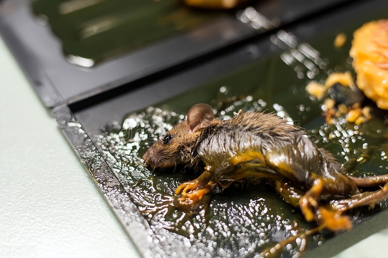 推荐灭老鼠十种方法,灭老鼠最有效的13个方法推荐