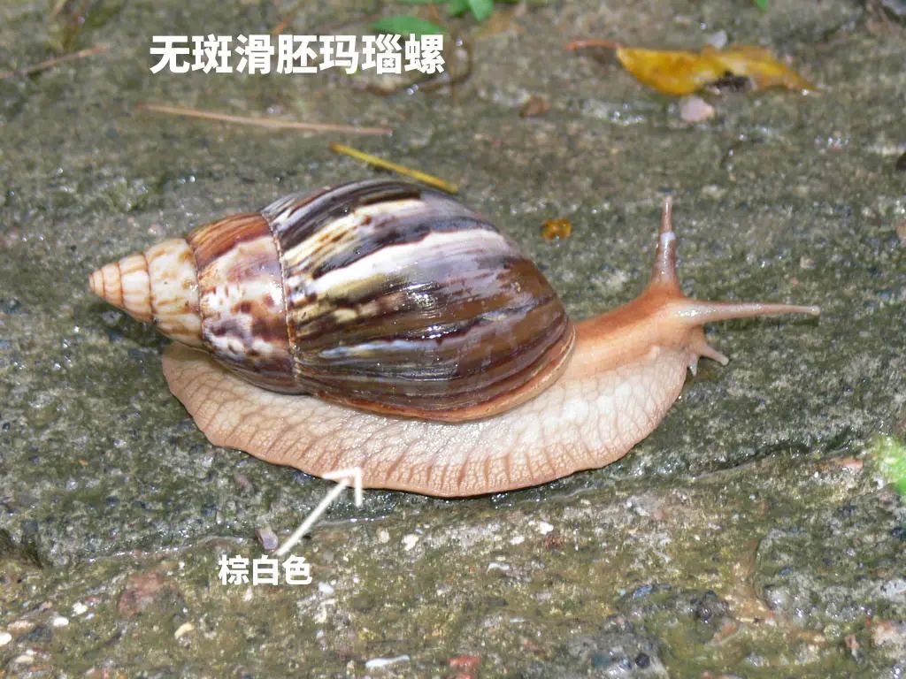 在广东，每个人都有机会被蜗牛绊倒