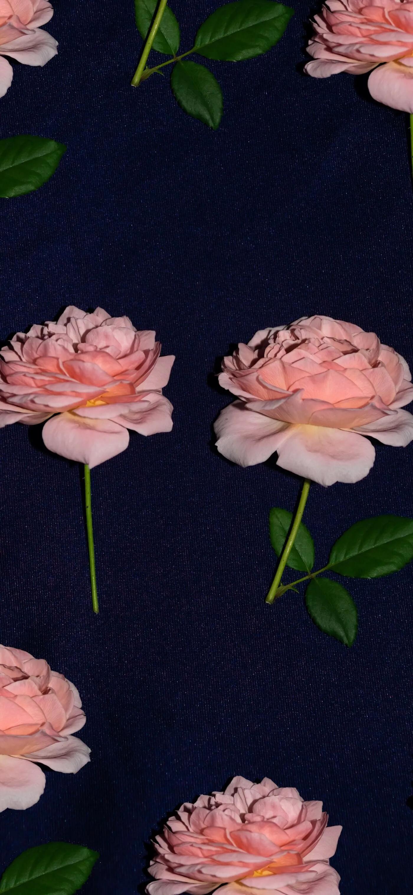 玫瑰壁纸唯美伤感,壁纸浪漫玫瑰