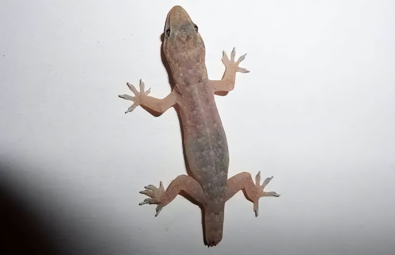 壁虎不是益虫吗为什么是五毒之一,壁虎既然是益虫为什么还是五毒