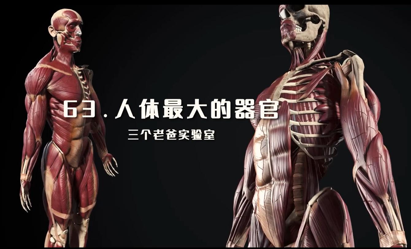 人体最大的器官是不是肝脏,人体最大的器官是指什么百科