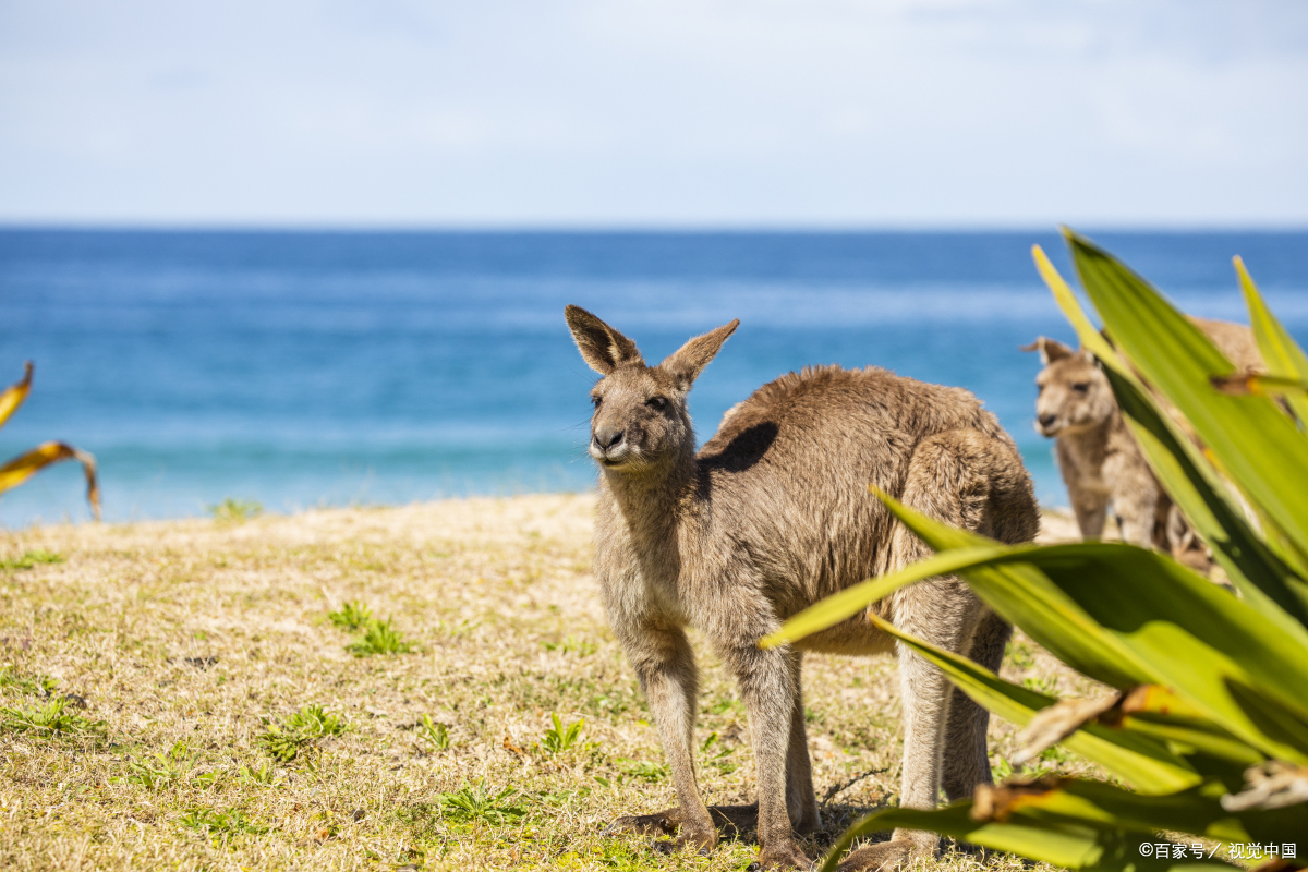 澳大利亚以前是英属殖民地吗,澳大利亚曾是英国殖民地吗