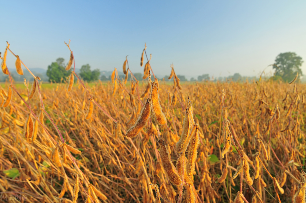 今日安徽大豆价格最新消息,今日东北大豆价格最新行情