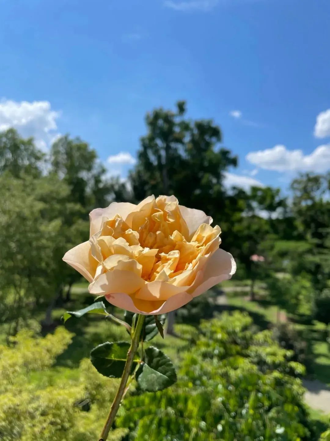 鲜花在水里能养几天会死,新加坡盆栽花卉怎么养