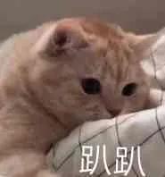 为什么掐着猫后脖子猫就不会动,为什么掐住猫咪的脖子后就不动了