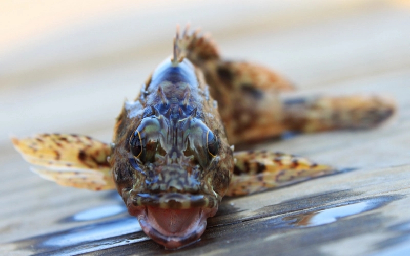 两种环境富集方法对石斑鱼幼鱼认知能力和生长性能的影响