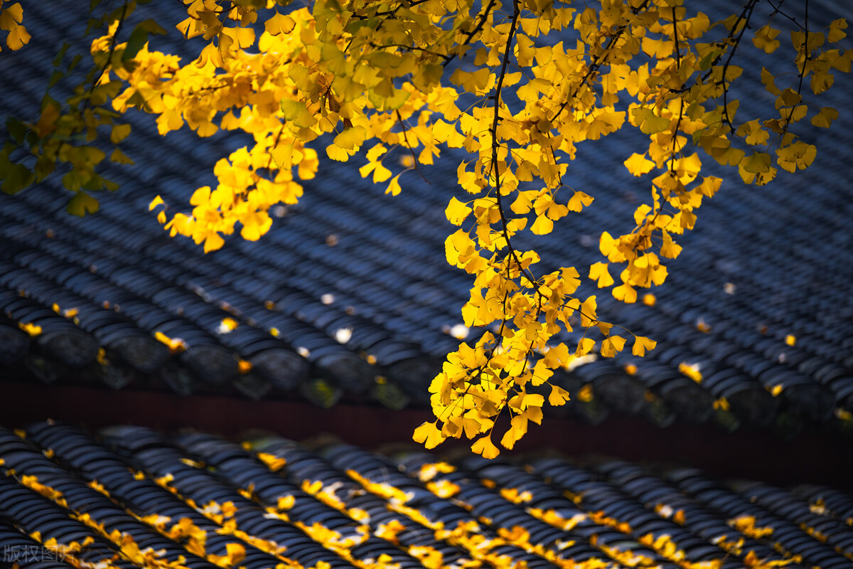 萧岚的视频,萧岚