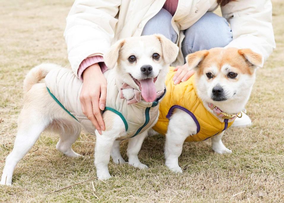 新手养哪种宠物狗比较好养,养狗首选这3种狗既便宜又好养