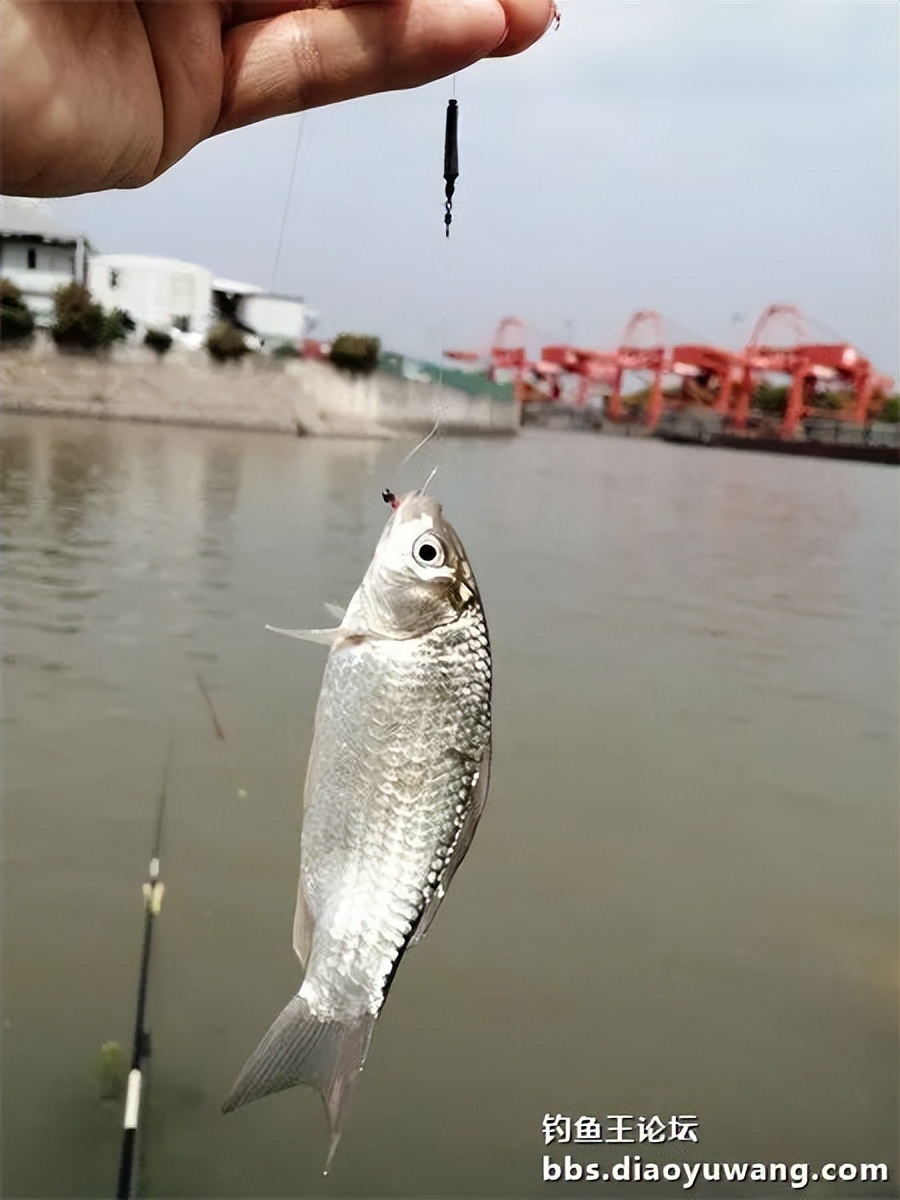 钓鱼王饵野钓破百尾